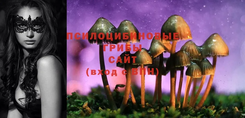 Галлюциногенные грибы MAGIC MUSHROOMS  закладка  Заринск 